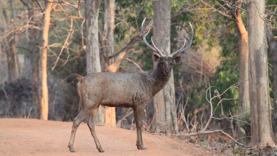 A deer with large antlers walking on a dirt path in a forest.