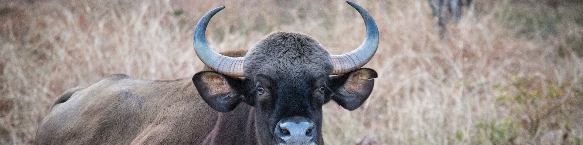 A large bull with prominent horns standing in a grassy field.