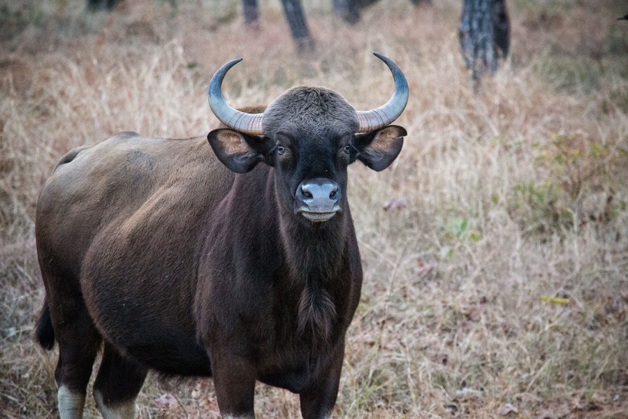 #Tadoba national park near Nagpur - India