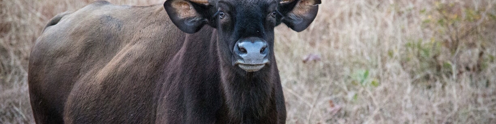 #Tadoba national park near Nagpur - India