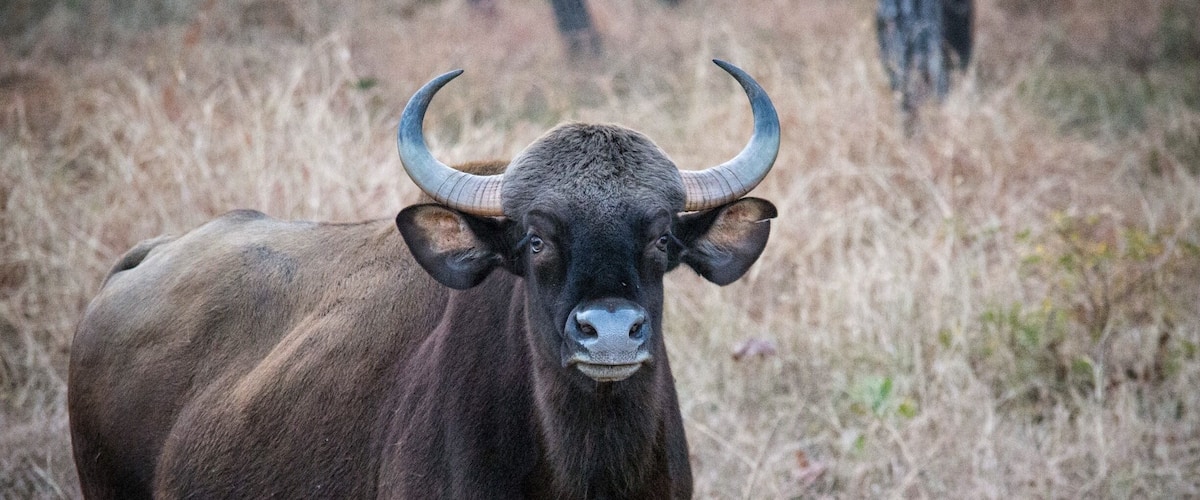 A large bull with prominent horns standing in a grassy field.