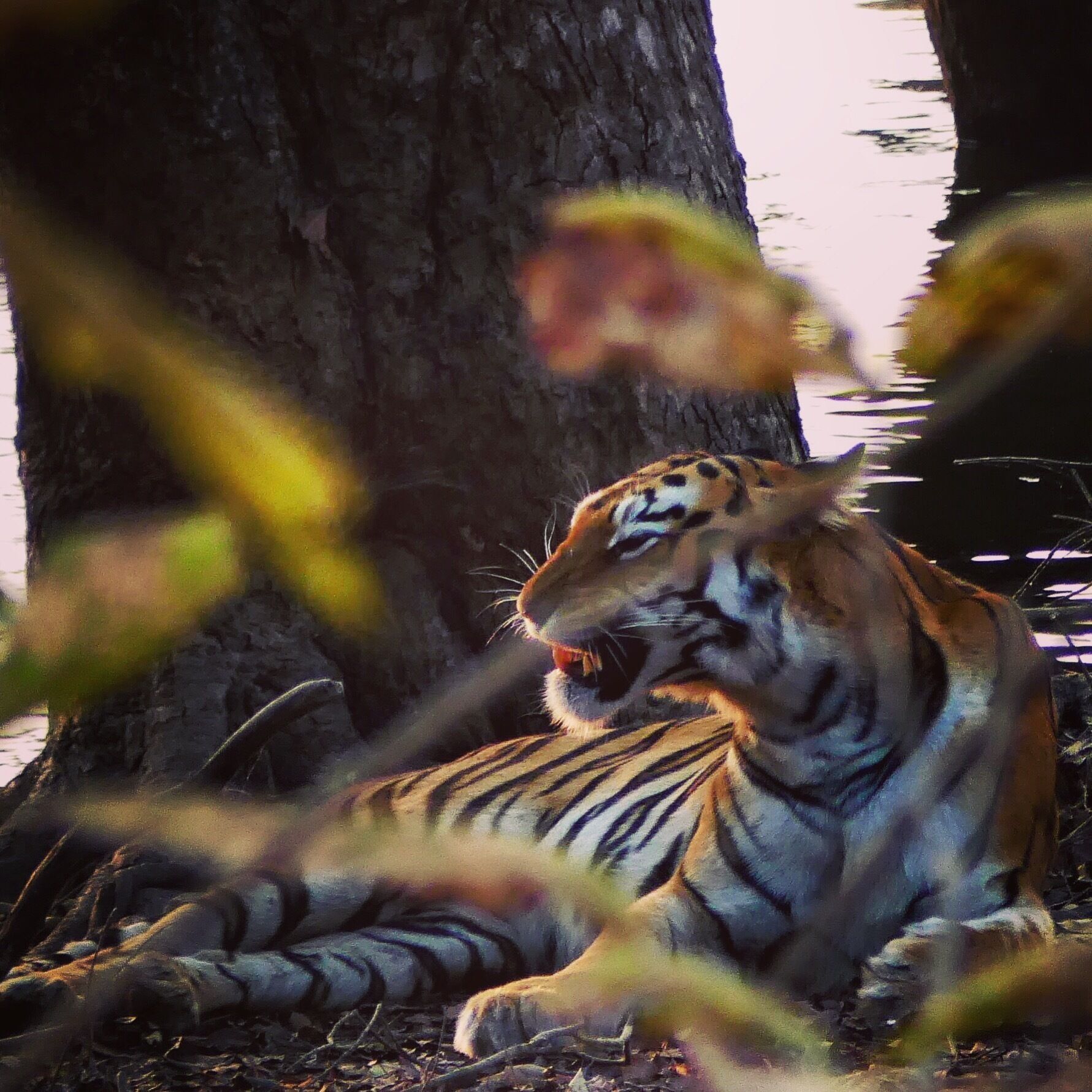 #tadoba #nationalpark in #maharasthra #india