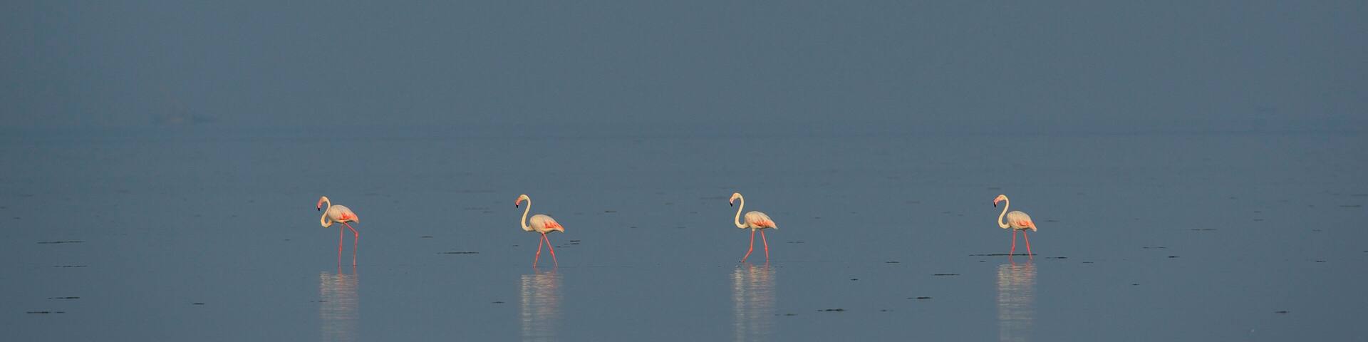 Flamingos stand on a row in water