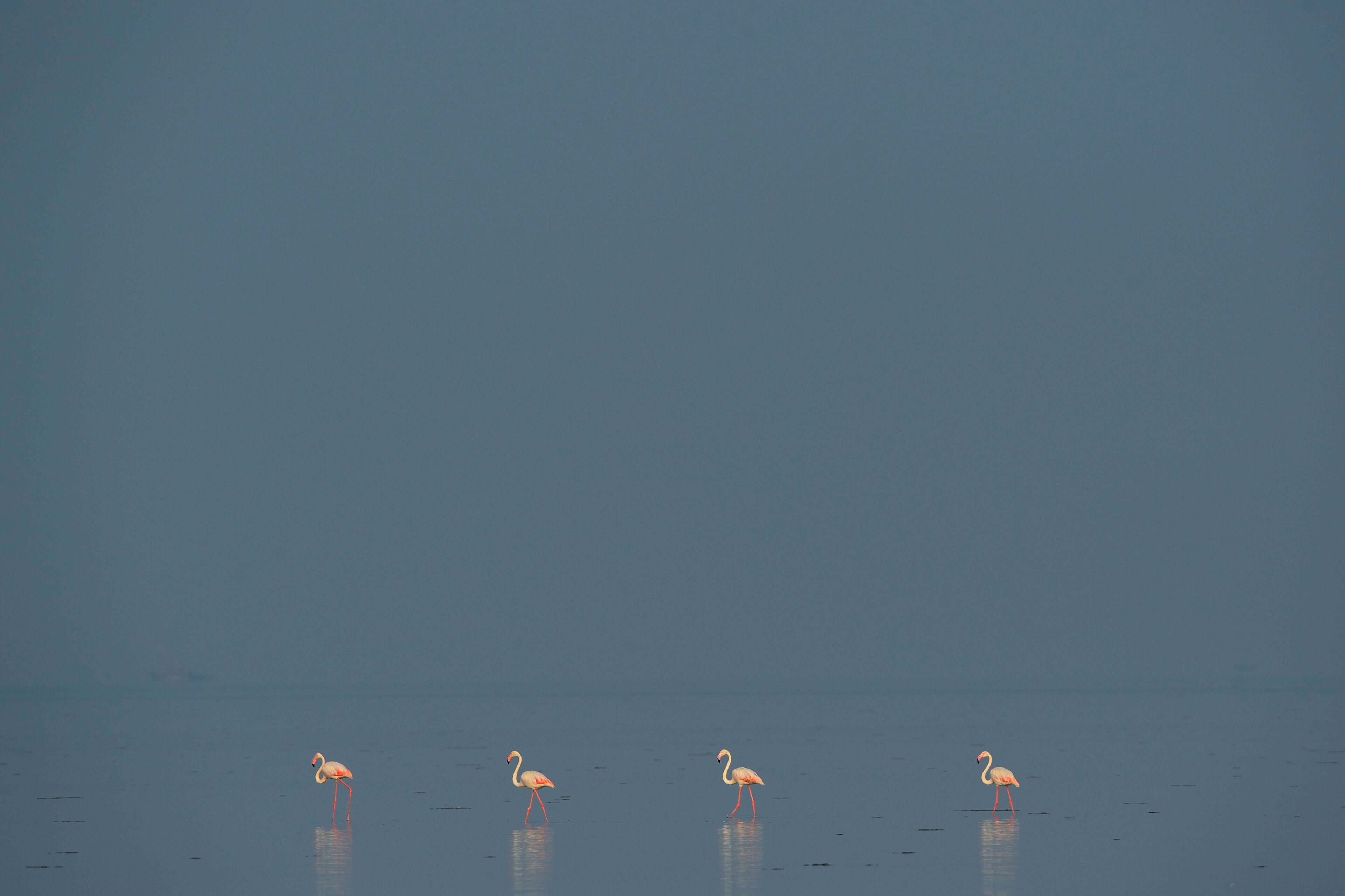 Three flamingos standing in shallow water.