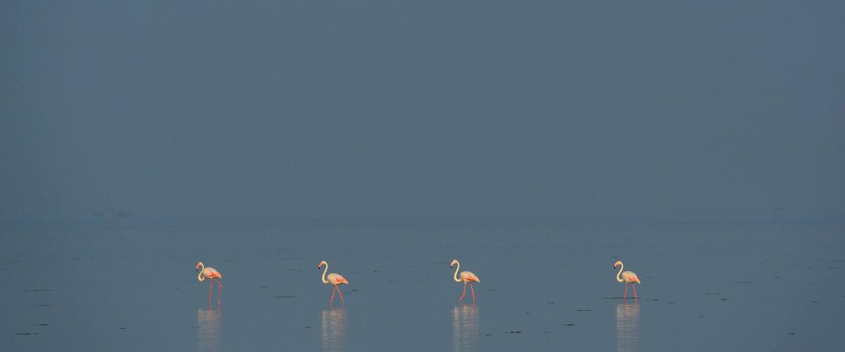Three flamingos standing in shallow water.