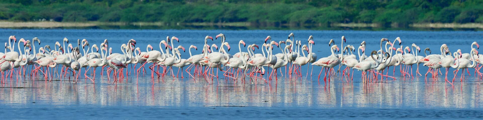 flamingos in the lake