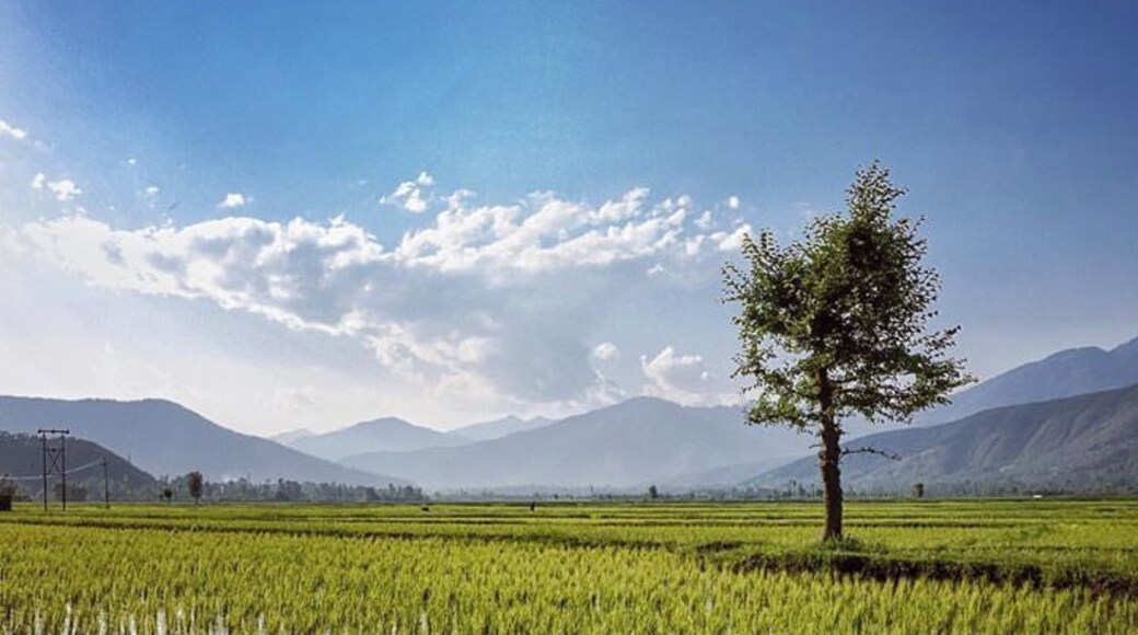Lush green rice fields surrounded by Himalayas - gorgeous Kashmir! Shot near Chandigam in Kupwara, Lolab valley, #Kashmir #landscape