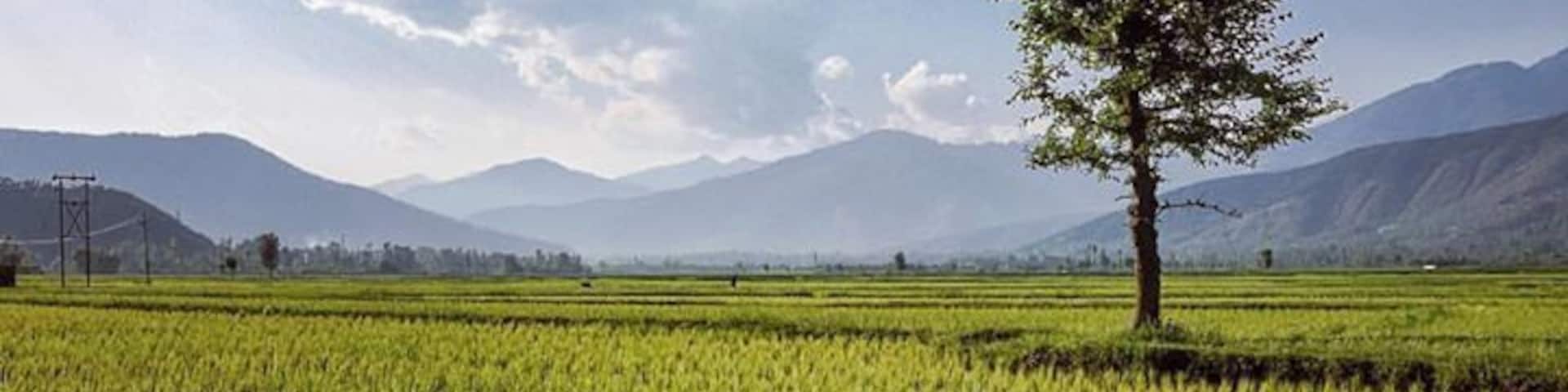 Lush green rice fields surrounded by Himalayas - gorgeous Kashmir! Shot near Chandigam in Kupwara, Lolab valley, #Kashmir #landscape