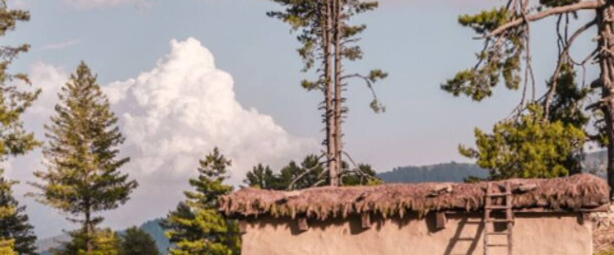 A traditional thatched-roof hut with a ladder, surrounded by trees and a grassy area.