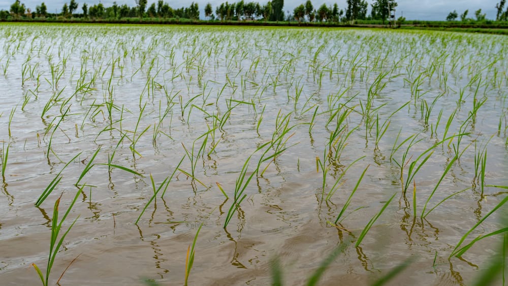 A flooded rice field with young rice plants.