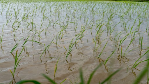 Rice fields with water beds on a large scale in Rudrapur city, Uttarakhand, India, showcasing paddy farmlands and horticulture practices amid mountains and beautiful landscapes.