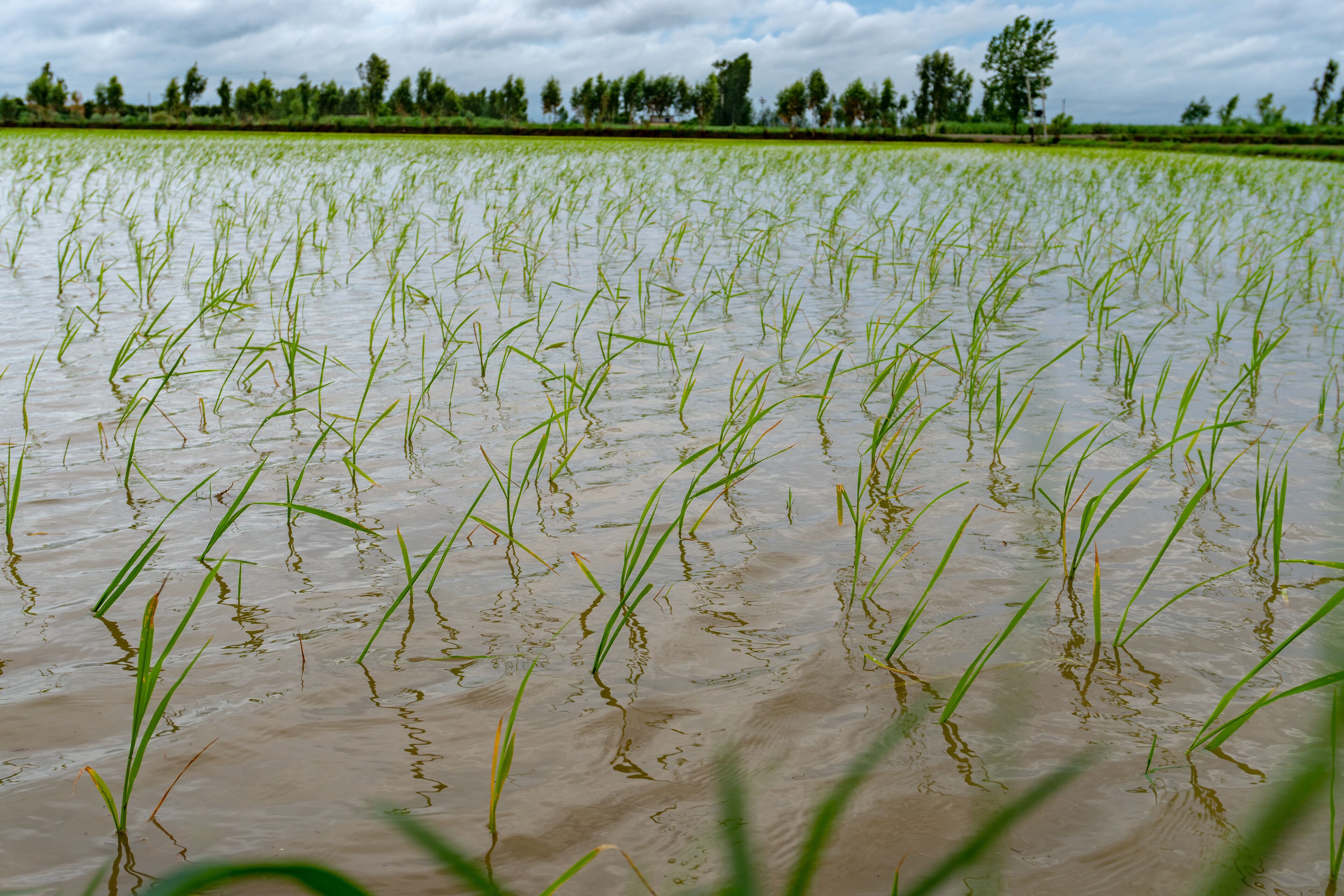 A flooded rice field with young rice plants.