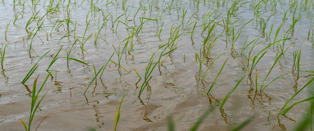 A flooded rice field with young rice plants.