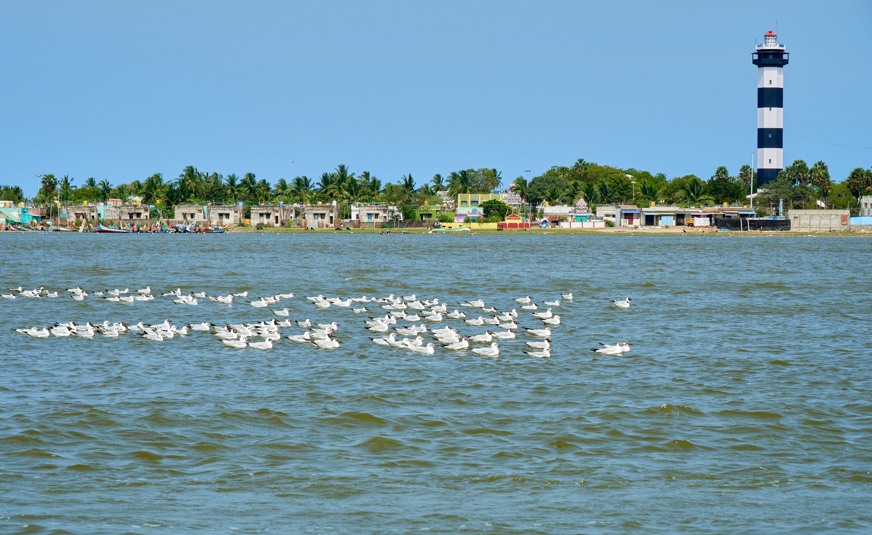 Seagulls at Pulicat Lake 