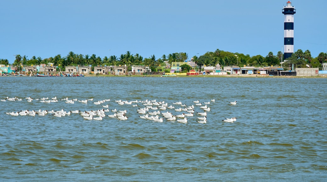 Seagulls at Pulicat Lake