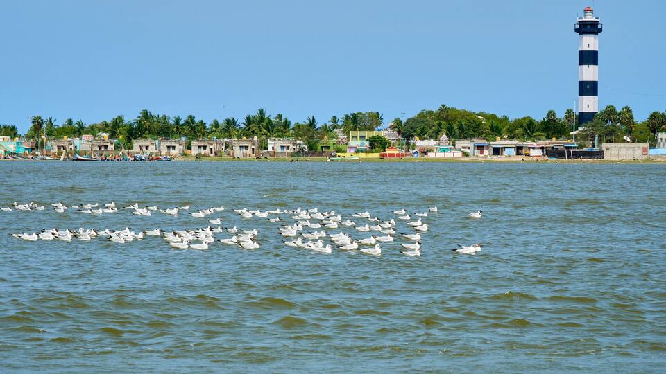 A lighthouse, a flock of seagulls, and a coastal town with buildings and palm trees.