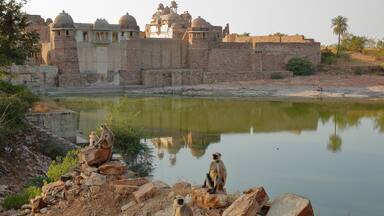 Reflections of Ratan Singh Palace located inside the fort (Garh) of Chittorgarh, Rajasthan, India. With Monkeys (Gray Langur) in the foreground