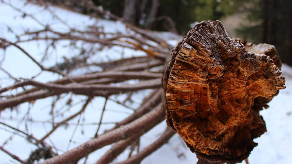 Caption---- Snow on Vitosha Mountain, Bulgaria