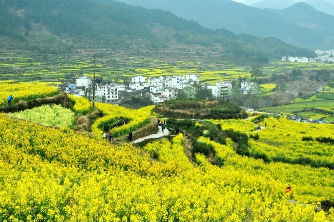 A rural landscape with terraced fields of yellow flowers, a white village with traditional buildings, and rolling hills in the background.