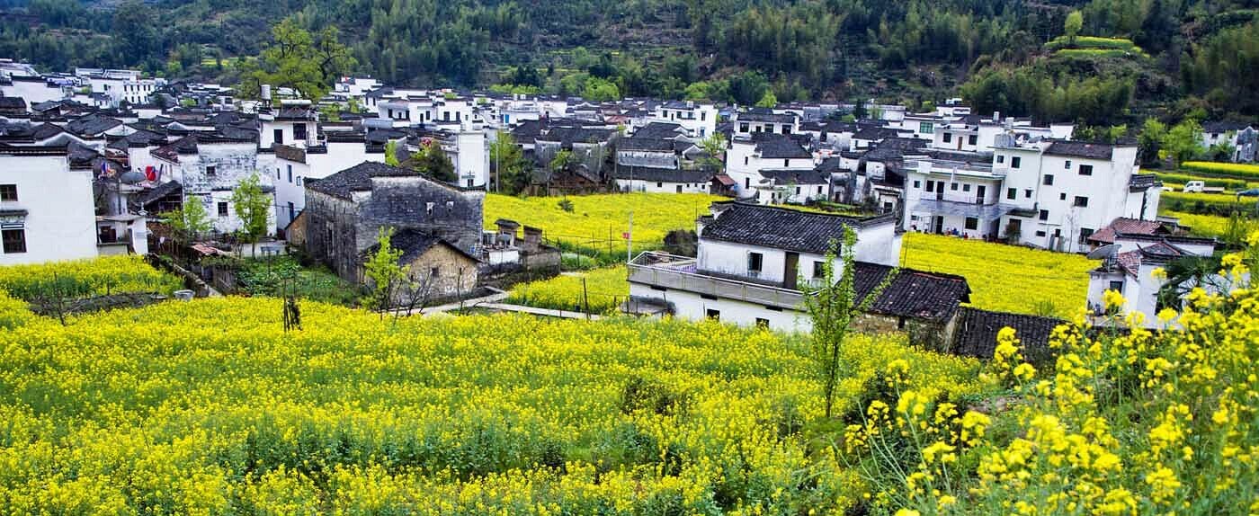A rural village with traditional white buildings and fields of yellow flowers.