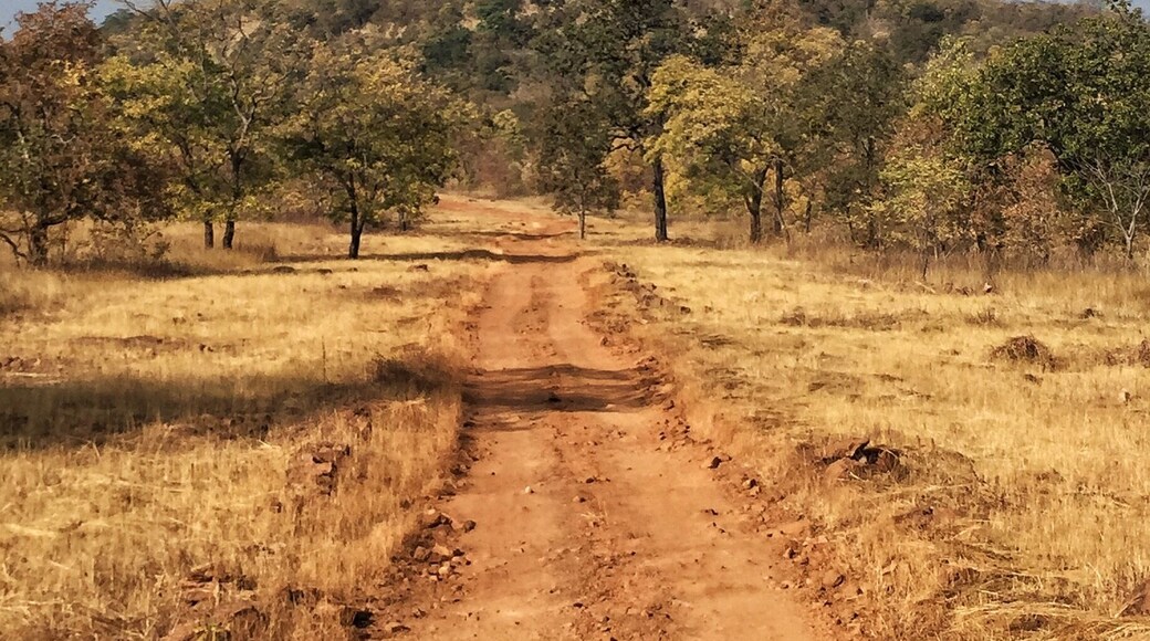 Dusty #tiger country