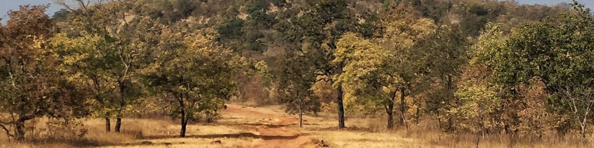 Dusty #tiger country