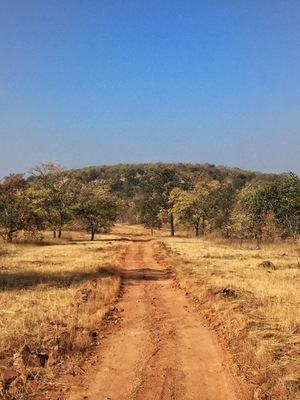 Dusty #tiger country