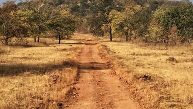 Dusty #tiger country