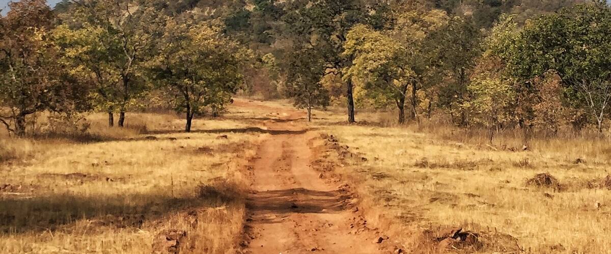 A dirt road leading through a dry grassland with scattered trees and a hill in the background.