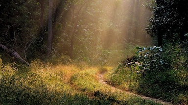 The Sunlight Peeking Through Forest
#Green #BruisedPassport