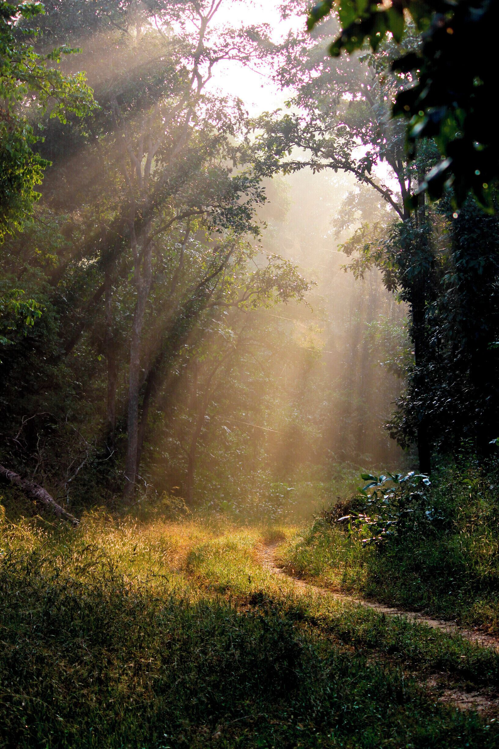 A forest path with sunlight filtering through the trees.