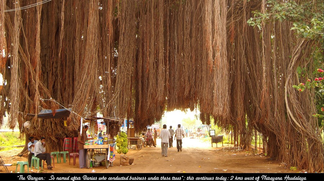Located on Hosur Road in Bangalore, India was this magnificent Banyan tree (Ficus benghalensis). The Banyan sends down aerial roots which when they reach the ground grow into trunks.
The name Banyan has an interesting story to it...when the British came to India, they noticed that under a Banyan they would see local traders (known as Banias) setting up shop. Thus the name 'Banyan', deriving from 'Bania'.
