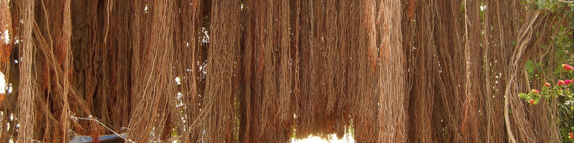 Located on Hosur Road in Bangalore, India was this magnificent Banyan tree (Ficus benghalensis). The Banyan sends down aerial roots which when they reach the ground grow into trunks.
The name Banyan has an interesting story to it...when the British came to India, they noticed that under a Banyan they would see local traders (known as Banias) setting up shop. Thus the name 'Banyan', deriving from 'Bania'.