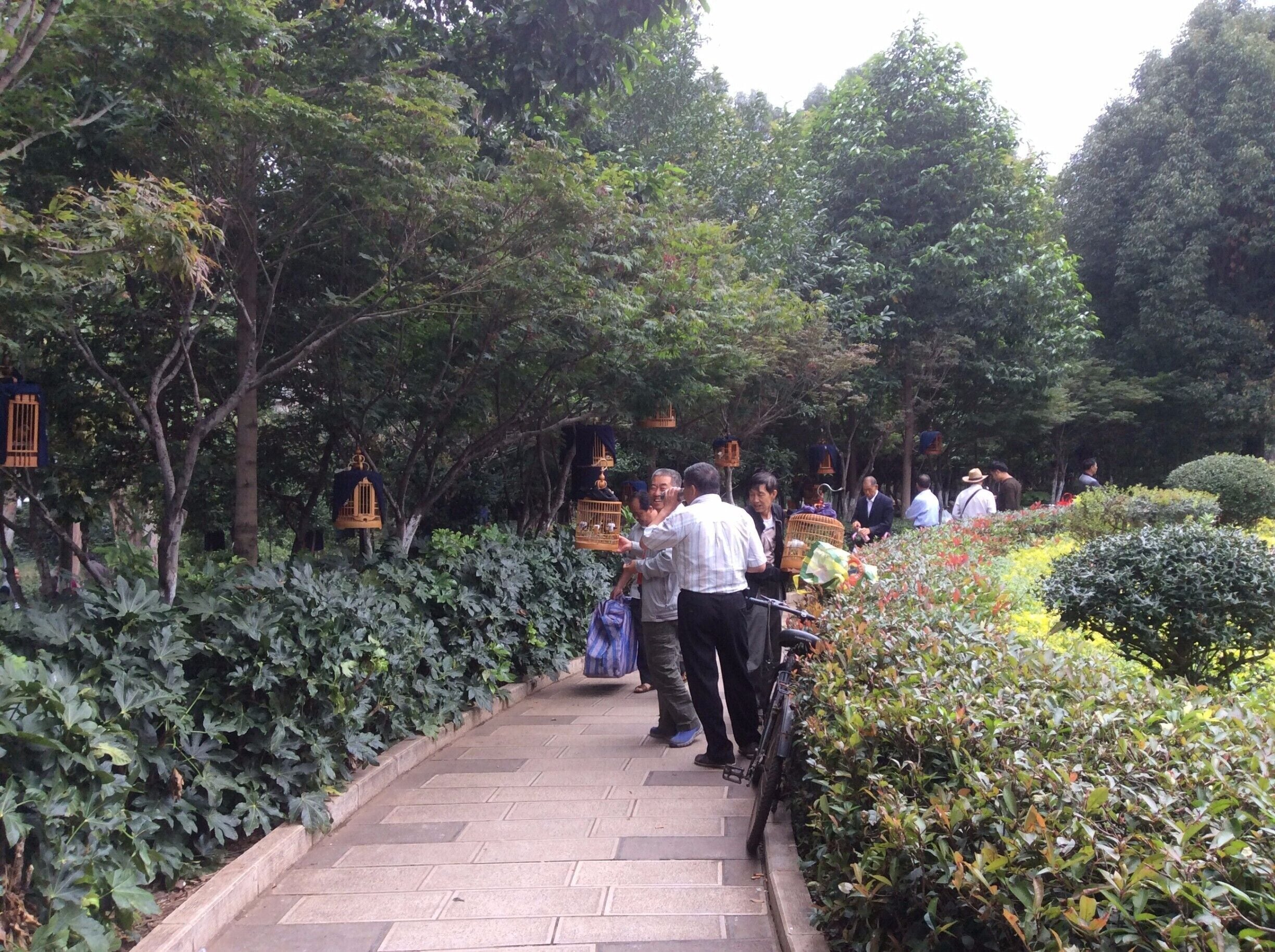 I was always slightly perplexed whenever I saw men walking, or riding their bikes, while holding a bird cage wrapped in a blanket.  I had guessed that they had either just bought it or were off to sell it.  I have since learned that they are taking them for a walk and bringing them to a place where they can have their covers taken off and allowed to socialize with other birds.

These men didn't mind me taking a photo.  In fact, they seemed it odd that I should take interest in something so normal.  This wasn't the case when I tried to take photos of two men taking their turtles for walks on separate occasions (big ones too...not the men, the turtles).  Hopefully, I can get a photo of man and beast later on.