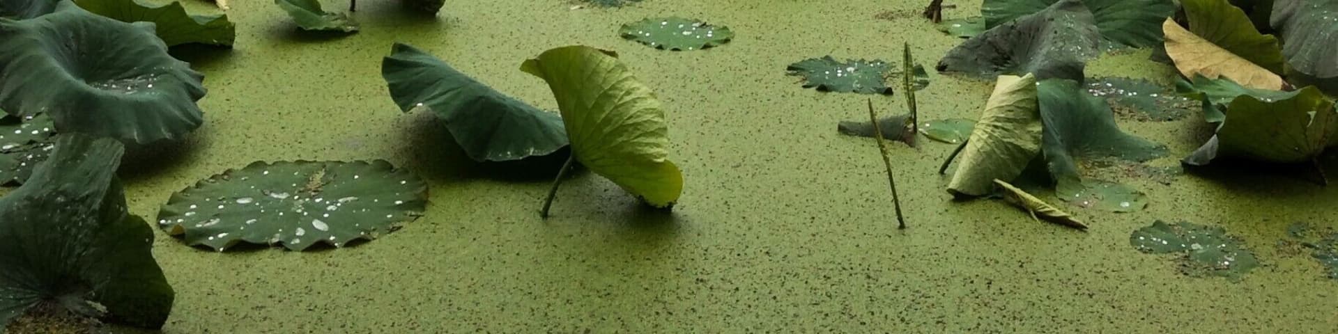 Green, the colour of nature, brings calm and balance.