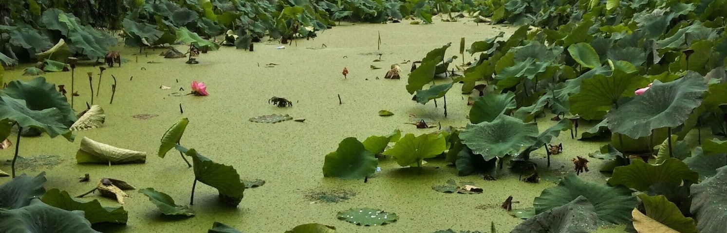 Green, the colour of nature, brings calm and balance.