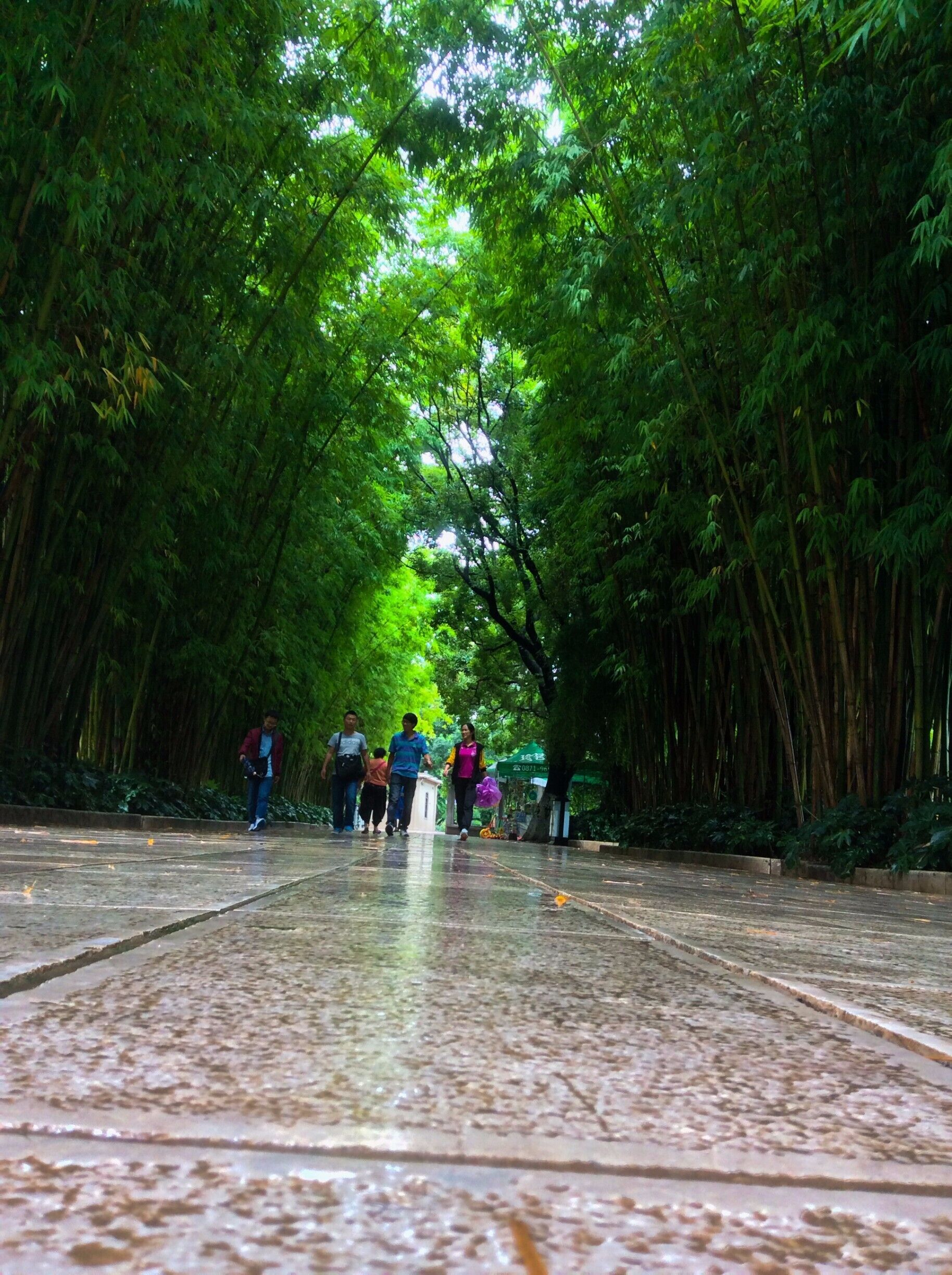 A garden to walk in and immensity to dream in--what more could he ask?  - Victor Hugo

If you are looking for old growth forests and bountiful nature, I suggest the wild coasts of western USA and Canada.  However, if it is landscaped nature you are wanting, then I suggest coming to China.

This walkway which connects the street to the main gardens has a wonderful archway of swaying bamboo which turns the sunlight into wonderful shades of green.  Hence the name 翠湖(cuihu) - Green Lake, although cui can mean jade green and this area definitely has that shade present...wonderful place to spend some time.