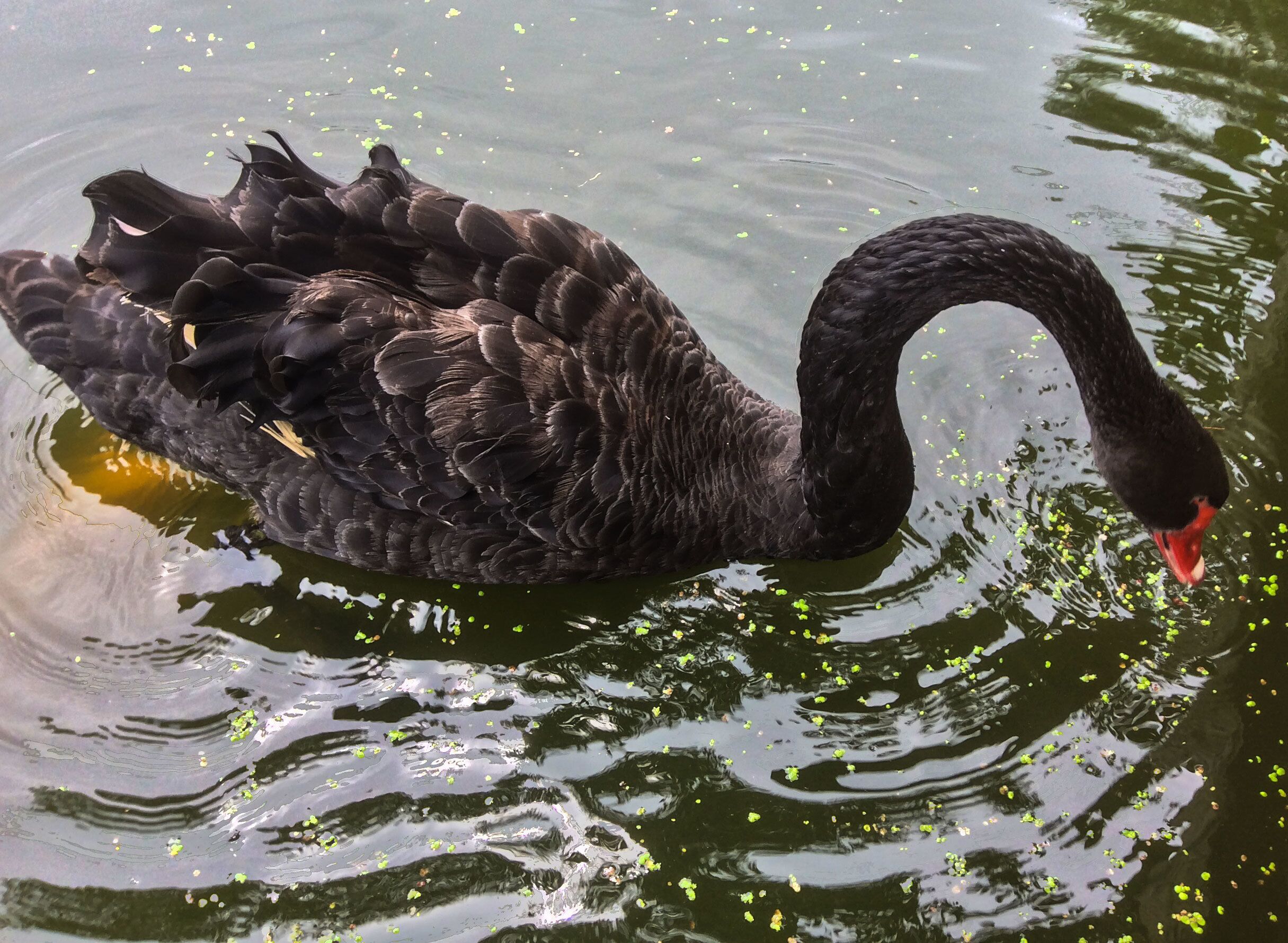 I am guessing this is a black swan (Thanks to Charles Arcudi - comments below - I now know it is a Mute Swan...be sure to check out his photos...very, very good).  I am a complete fool when it comes to classifying living things...guess I should have paid more attention in biology class...my bad.

I know it is a bird and that it eats things in order to stay alive and this fella was munching down when I took the picture.  The fish below him wanted to get at the food, but I gather that the swan wasn't about to let that happen.  

Eat, float around and watch the sun go up and down.  I mean, why is our life better than theirs?  Can someone remind me...I must have missed that class as well.