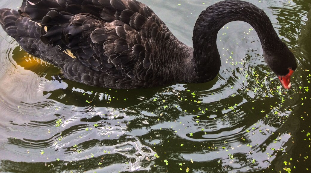 I am guessing this is a black swan (Thanks to Charles Arcudi - comments below - I now know it is a Mute Swan...be sure to check out his photos...very, very good). I am a complete fool when it comes to classifying living things...guess I should have paid more attention in biology class...my bad.
I know it is a bird and that it eats things in order to stay alive and this fella was munching down when I took the picture. The fish below him wanted to get at the food, but I gather that the swan wasn't about to let that happen.
Eat, float around and watch the sun go up and down. I mean, why is our life better than theirs? Can someone remind me...I must have missed that class as well.
