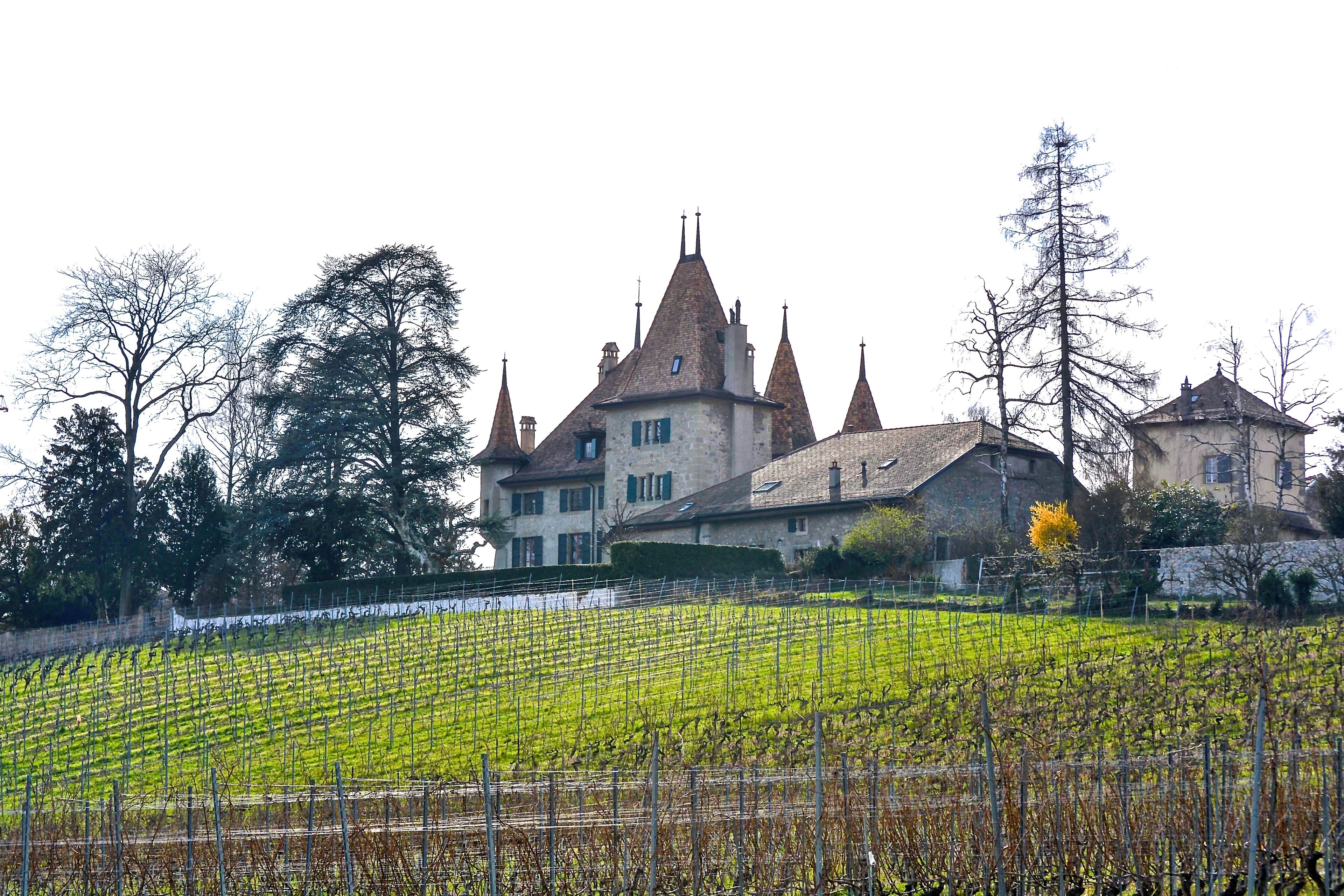 A vineyard in front of a castle with multiple towers.