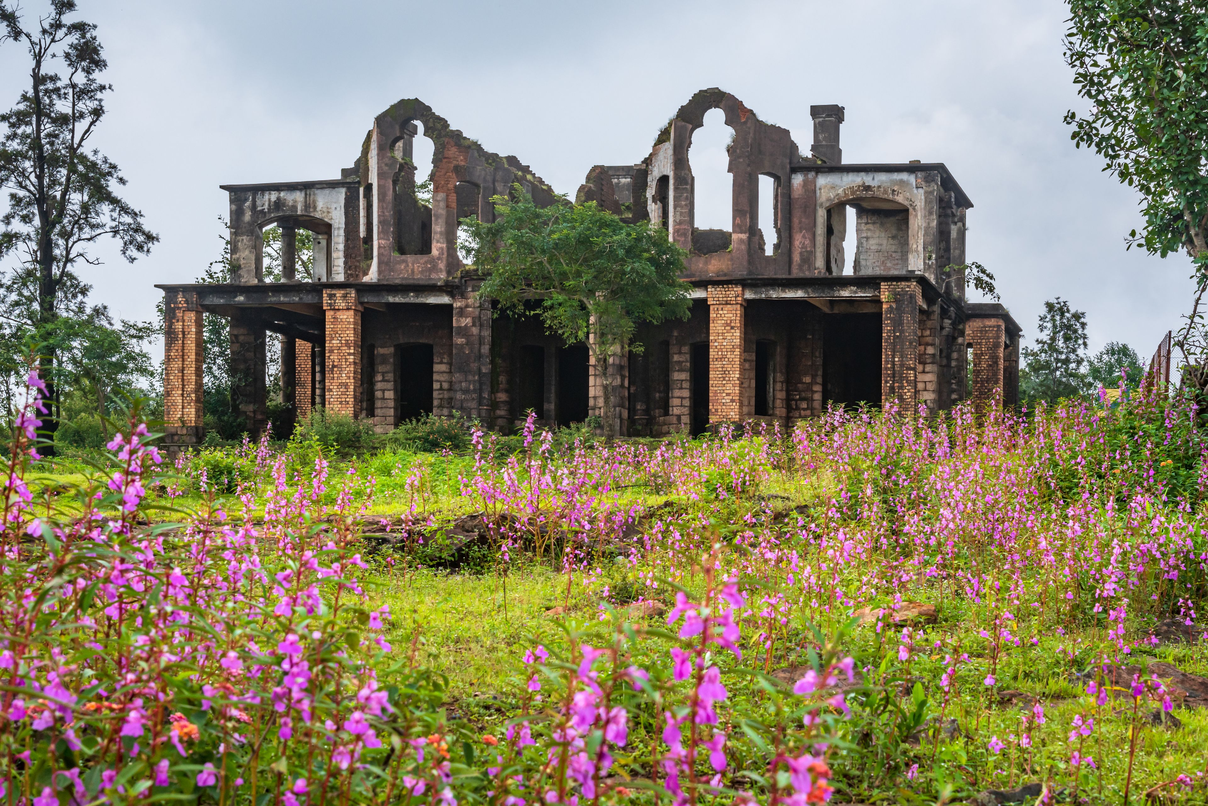 A dilapidated stone structure with arches and brickwork, surrounded by a field of purple flowers.