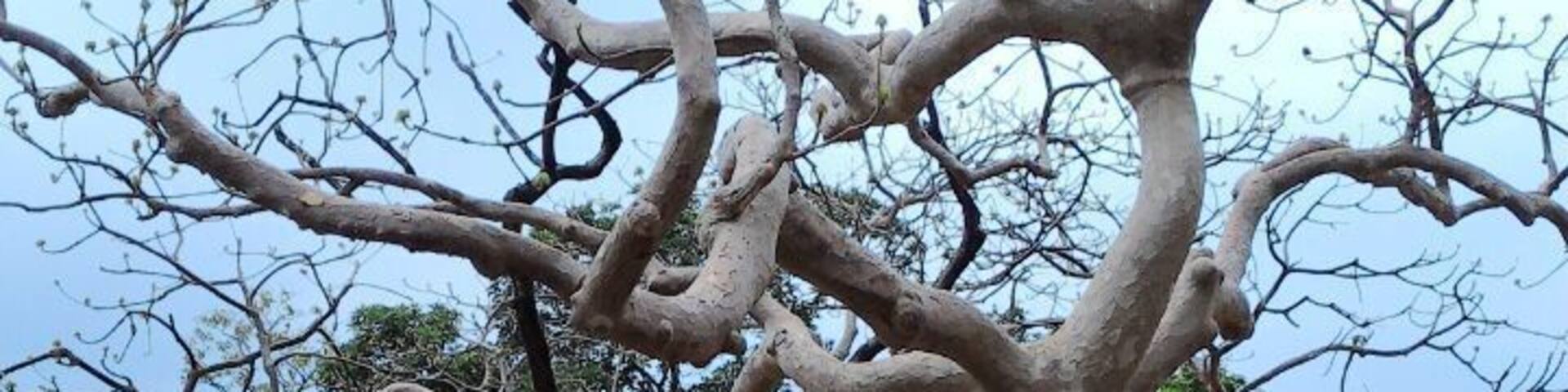 Satpura national park!