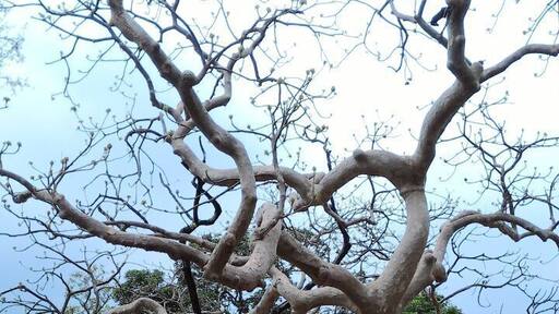 Satpura national park!