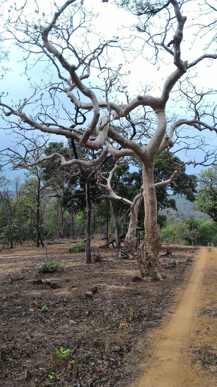 A large, gnarled tree with a dirt path beside it.