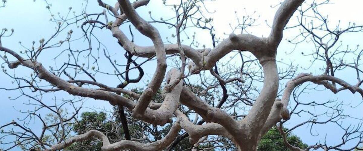 A large, gnarled tree with a dirt path beside it.