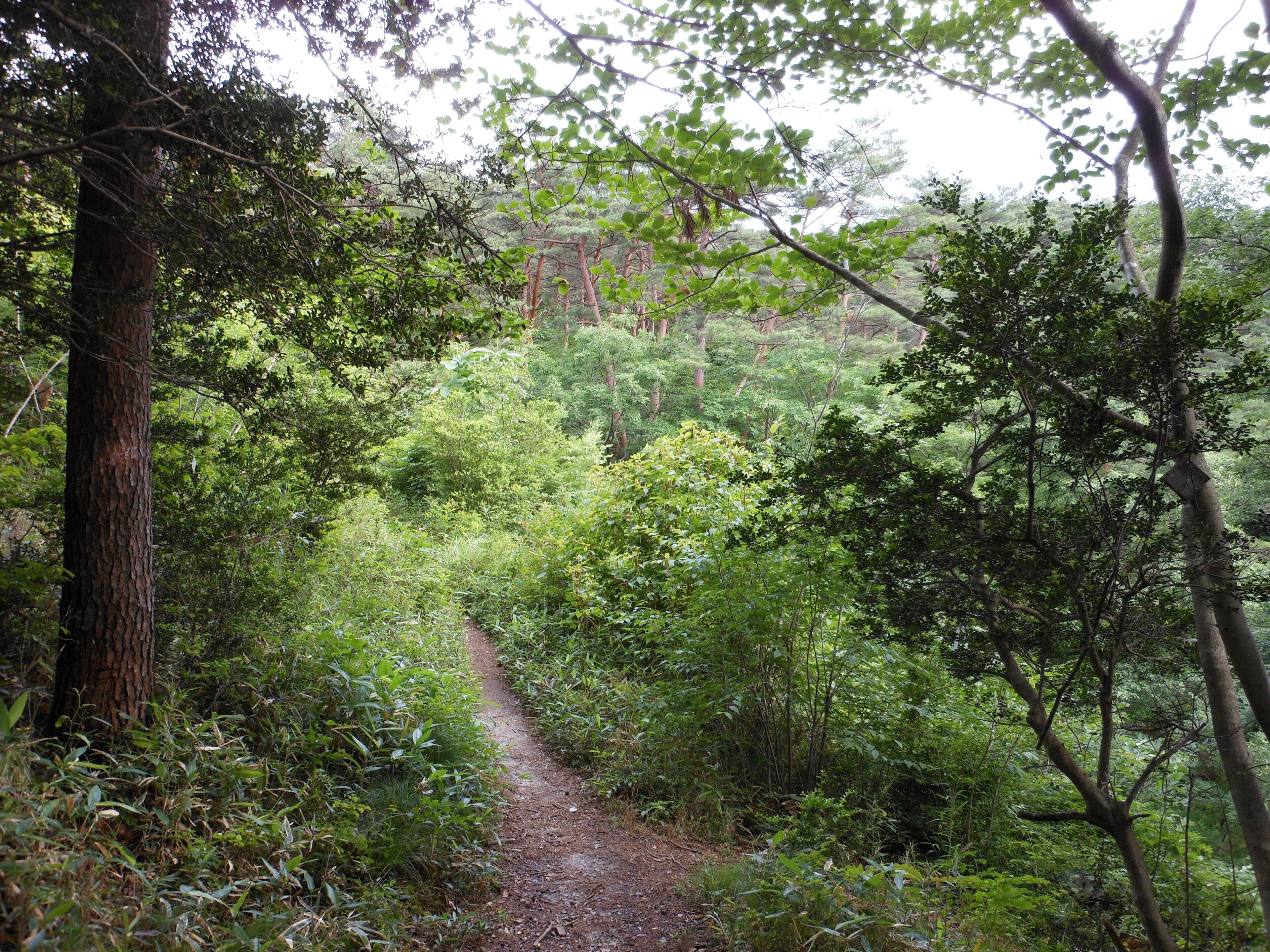 水の森公園の遊歩道 Trail in Mizu-no-mori Park