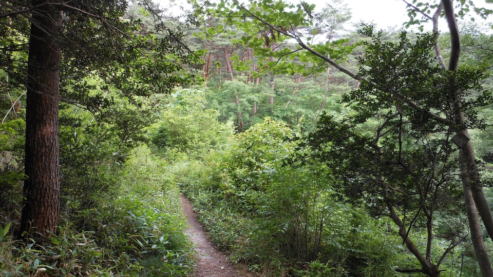水の森公園の遊歩道 Trail in Mizu-no-mori Park
