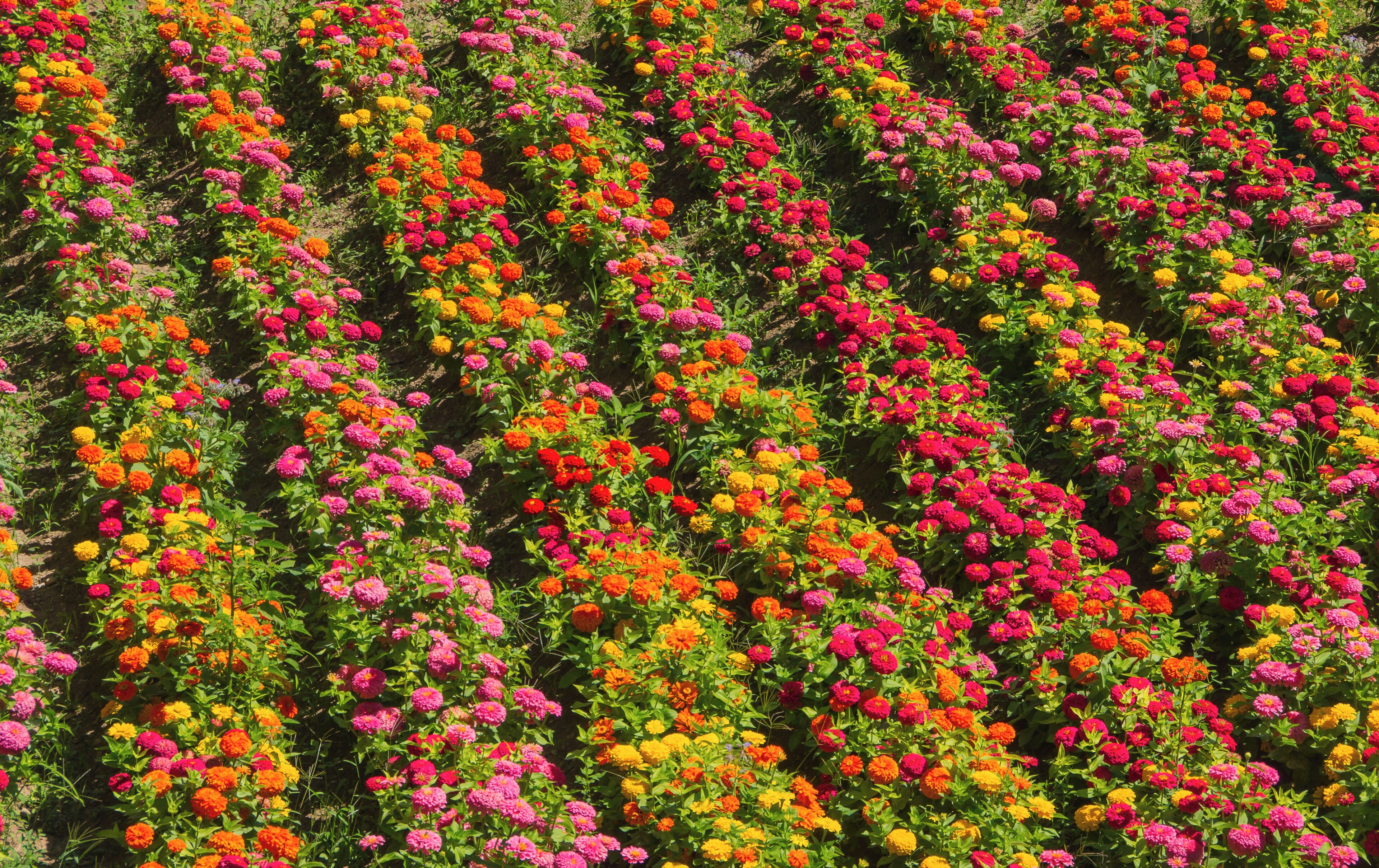 Zinnia elegans, plantation, Alhambra, Granada, Spain