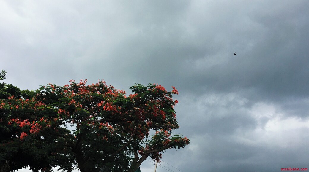 Nature....
#aimlesswanderings #countryside #evenings #rain #skyline #solotravel #solotraveller #stormysky #sundown #travel