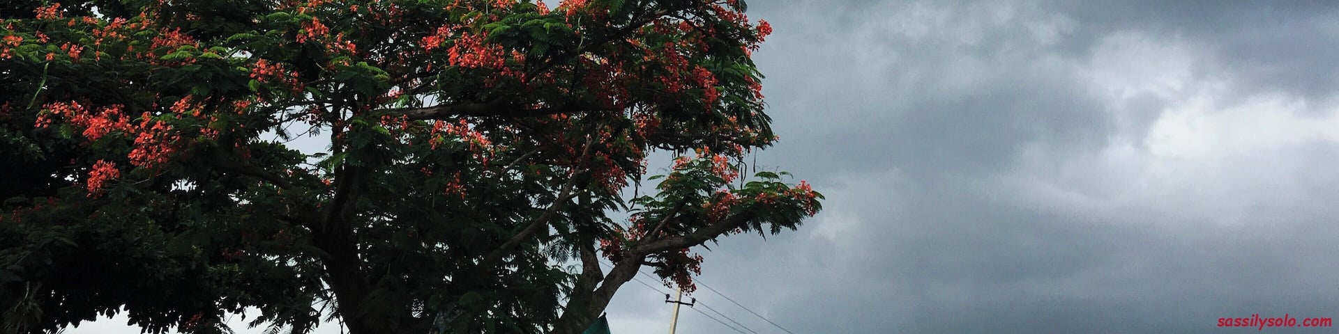 Nature....
#aimlesswanderings #countryside #evenings #rain #skyline #solotravel #solotraveller #stormysky #sundown #travel